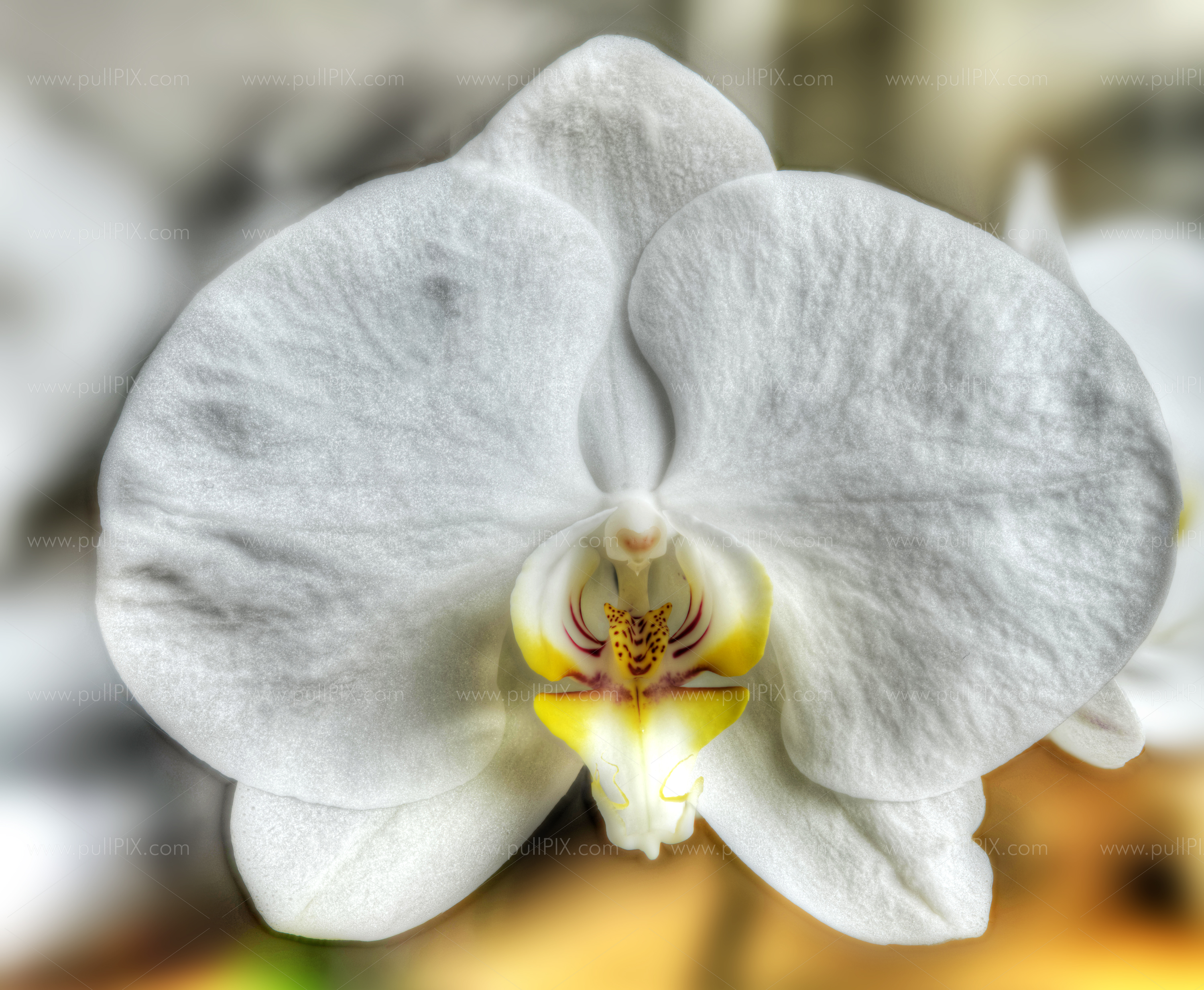 Preview weisse orchidee_HDR.jpg